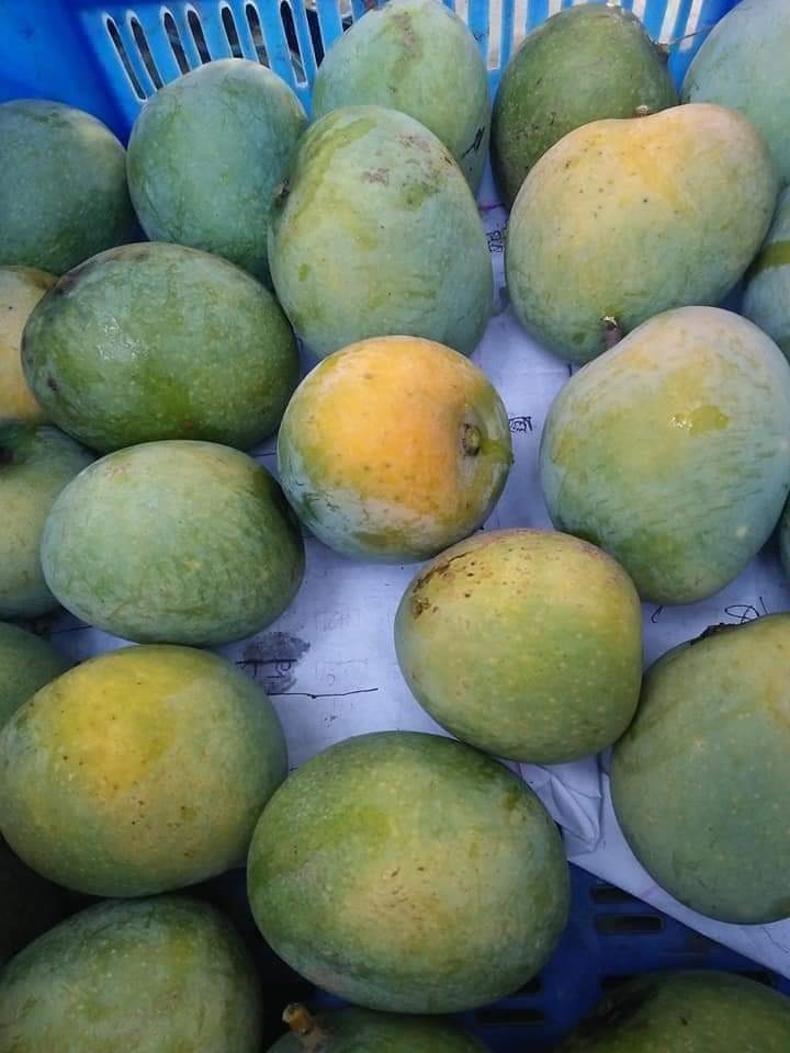 himsagor2